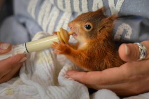 Utforskande av Ikigai - Vad är du kallad till att skapa i livet?